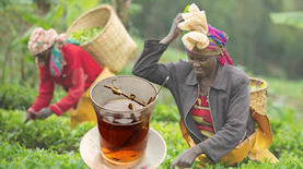 קוצרים תה, וכוס תה, צילום: קרן פרימן, משה שי, פלאש 90